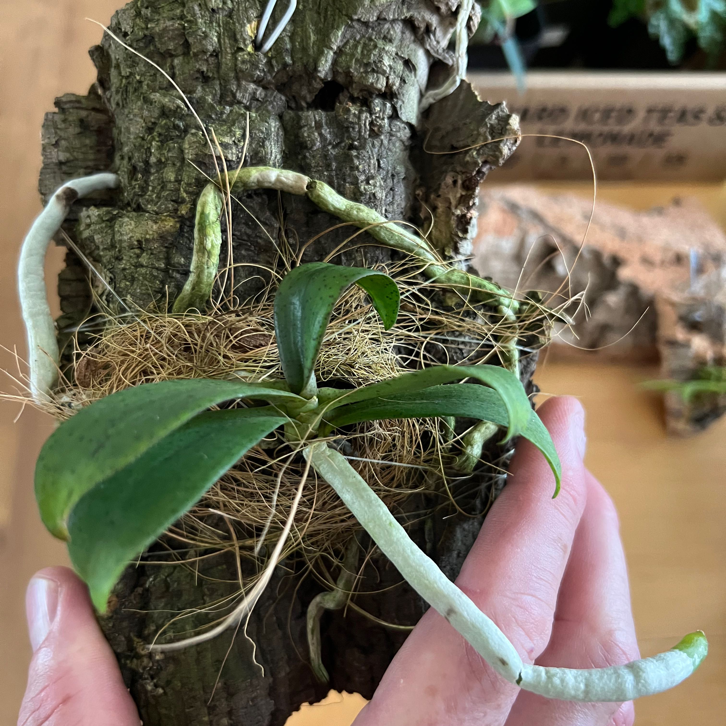 Photo of the plant species Aerangis hyaloides by @CavemanOrchids named Aerangis kotchyana on Greg, the plant care app