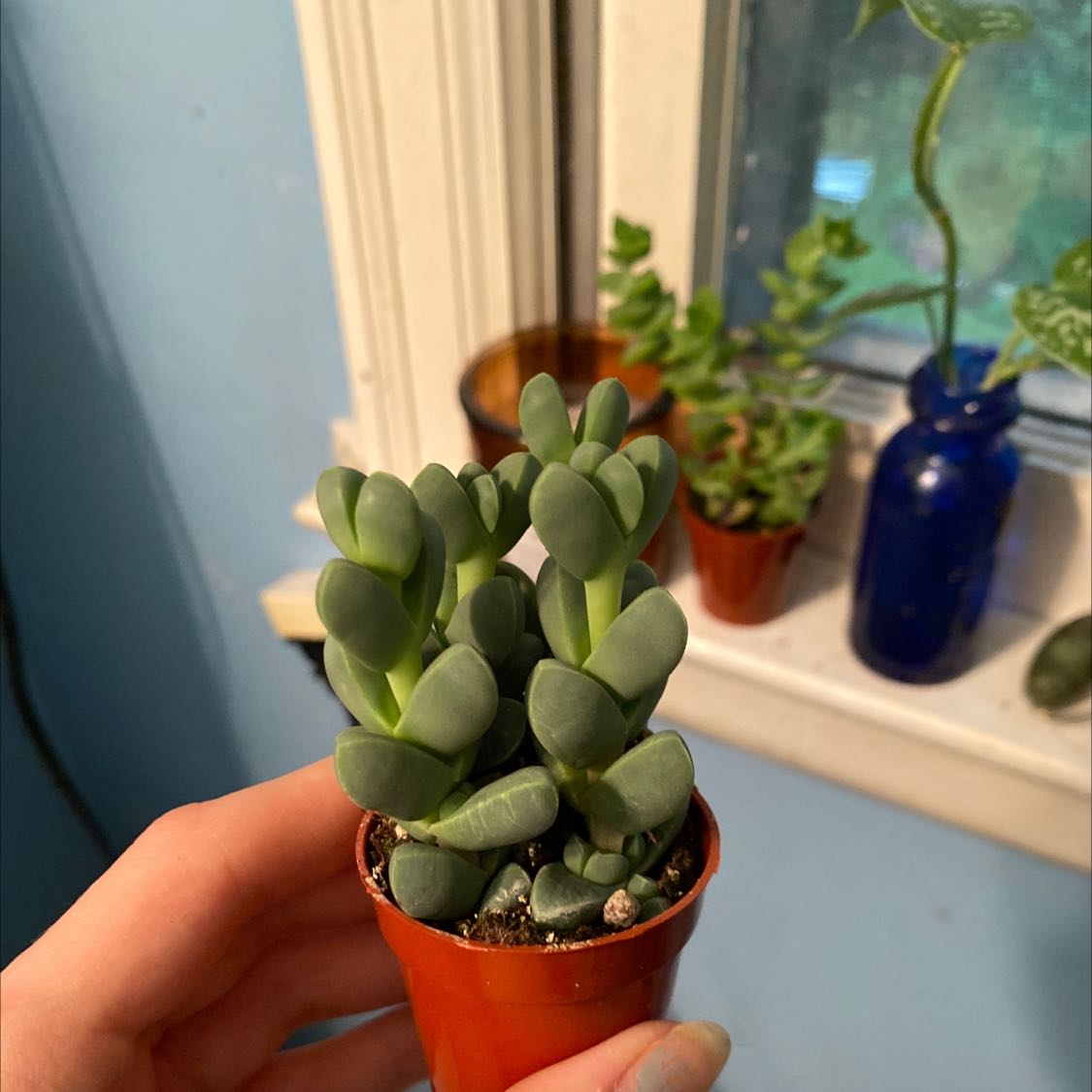 A healthy Astridia velutina succulent in a small pot, held by a hand, with other plants in the background.
