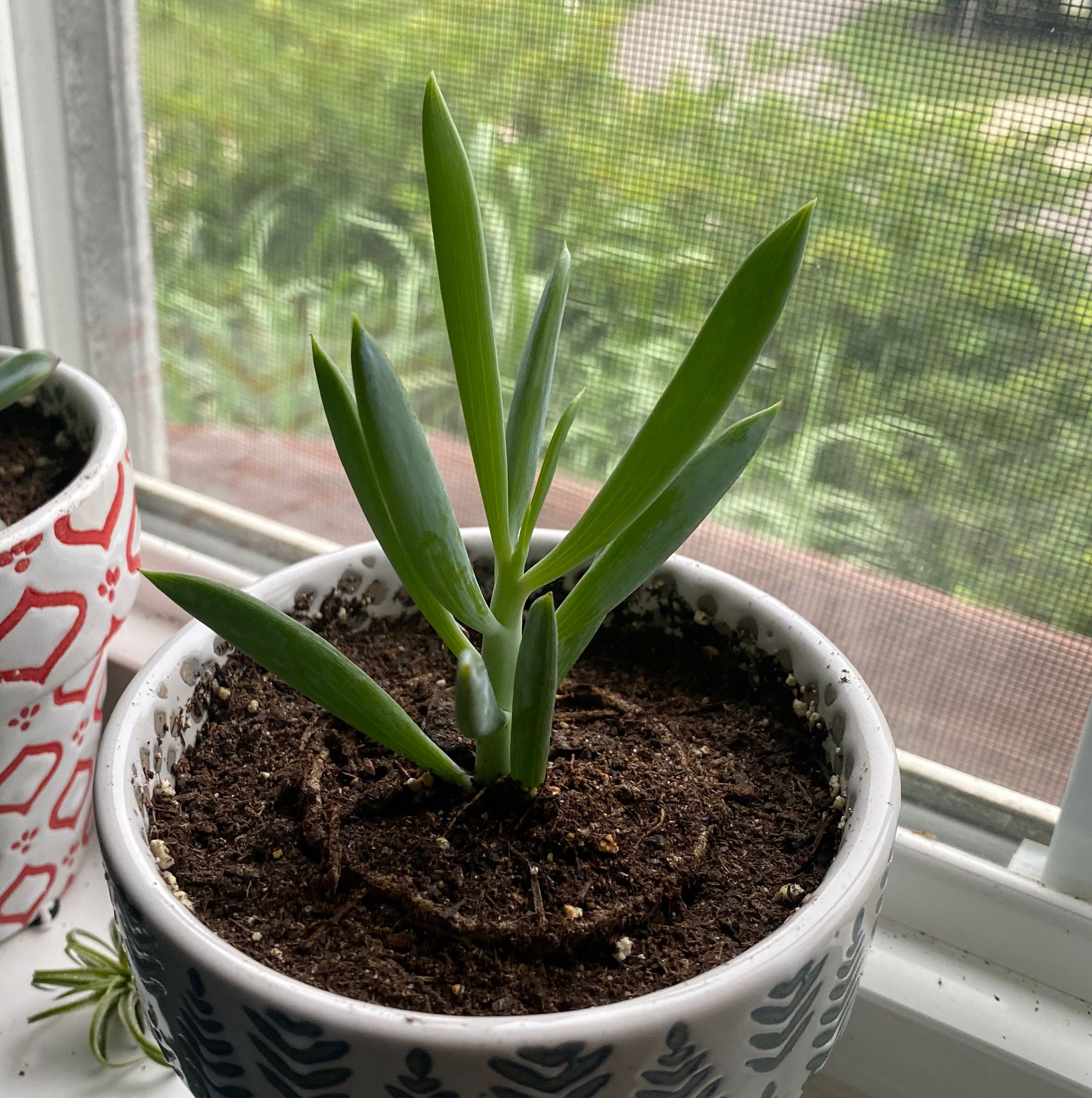 Potted Vertical Leaf Senecio plant on a windowsill with visible soil.