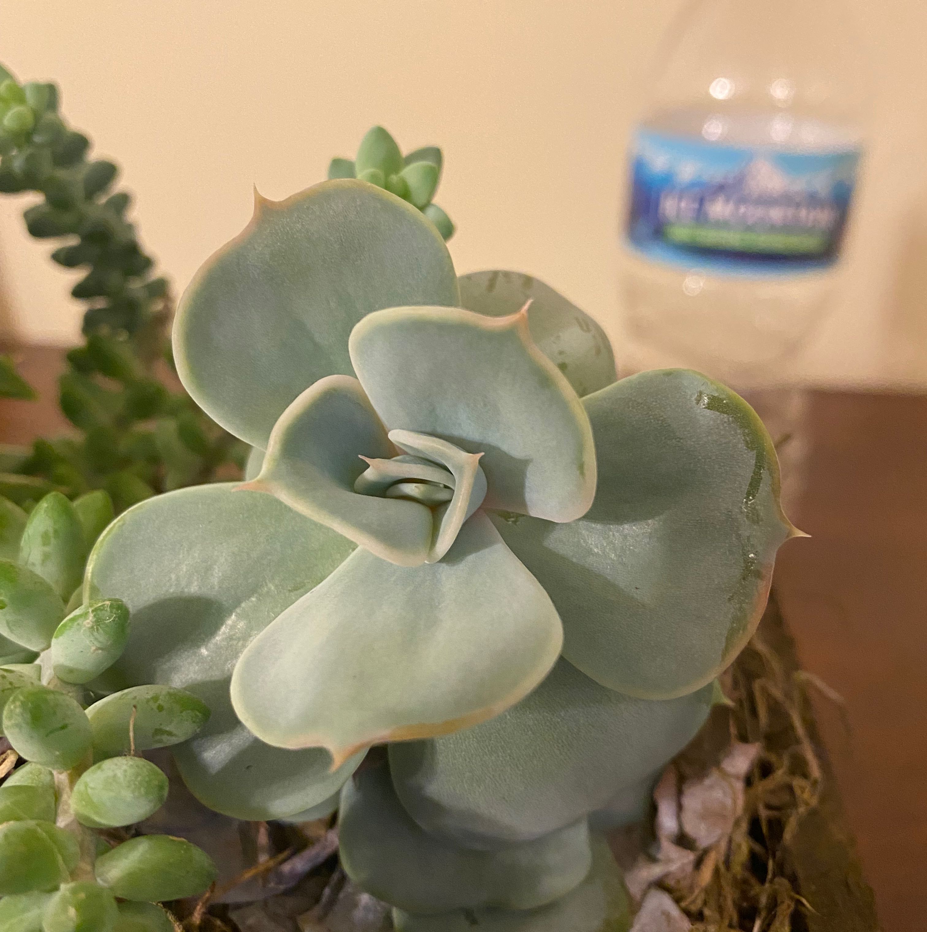 Ghost Echeveria succulent with pale green leaves, background includes a water bottle.