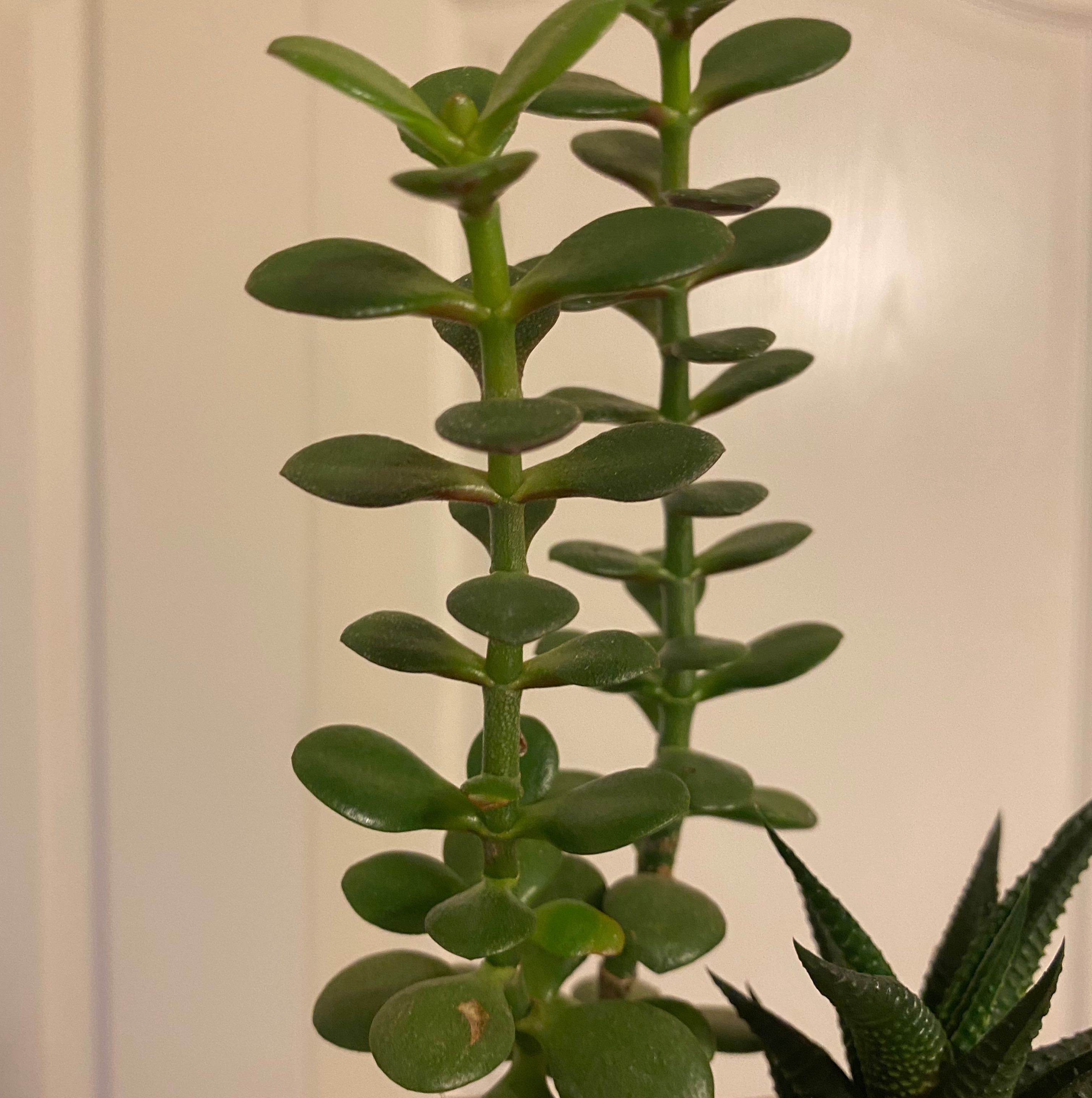 Egon | A plant by @Plantnut on Greg