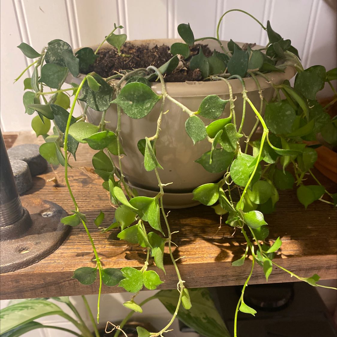 Potted Million Hearts plant with trailing vines and heart-shaped leaves, some yellowing and browning.