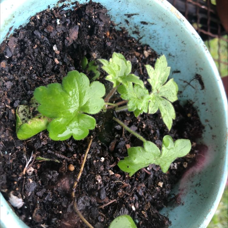 Photo of the plant species Flathead Larkspur by @FerventTauhinu named Osmo on Greg, the plant care app