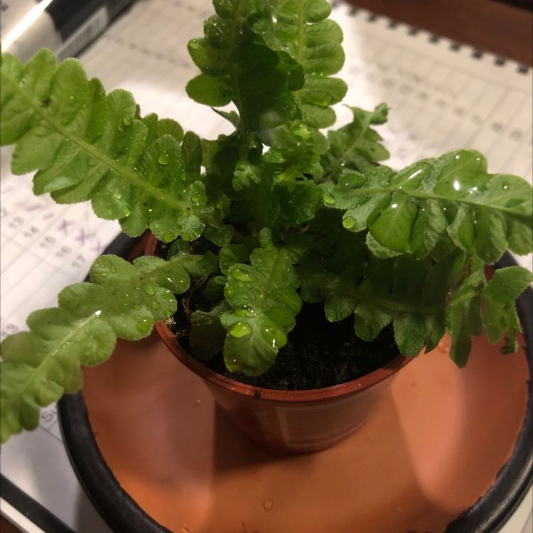 Potted Male-Fern with green fronds and water droplets, indoor setting with notebook in background.