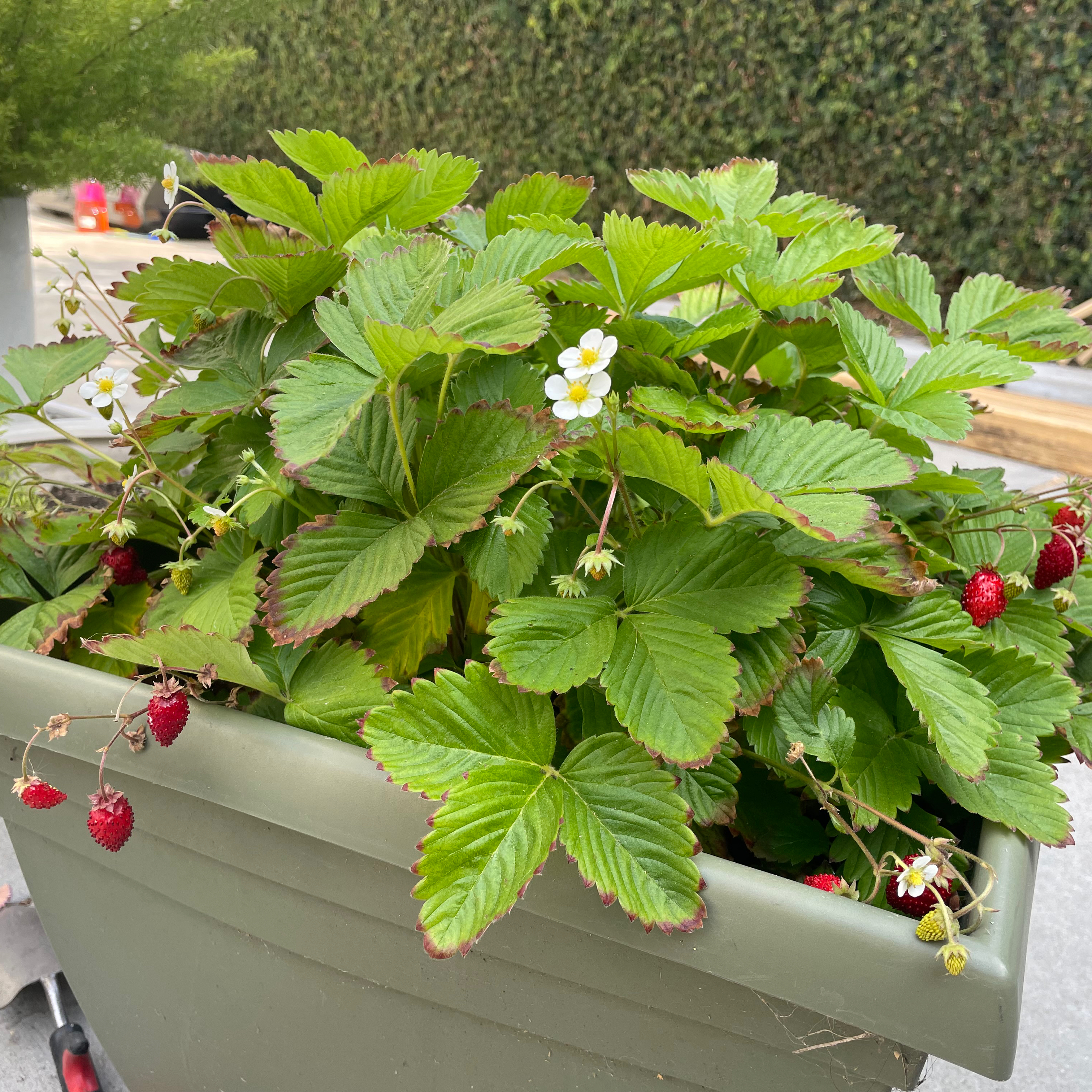 California Strawberry plant in a green container with green leaves, white flowers, and red strawberries.