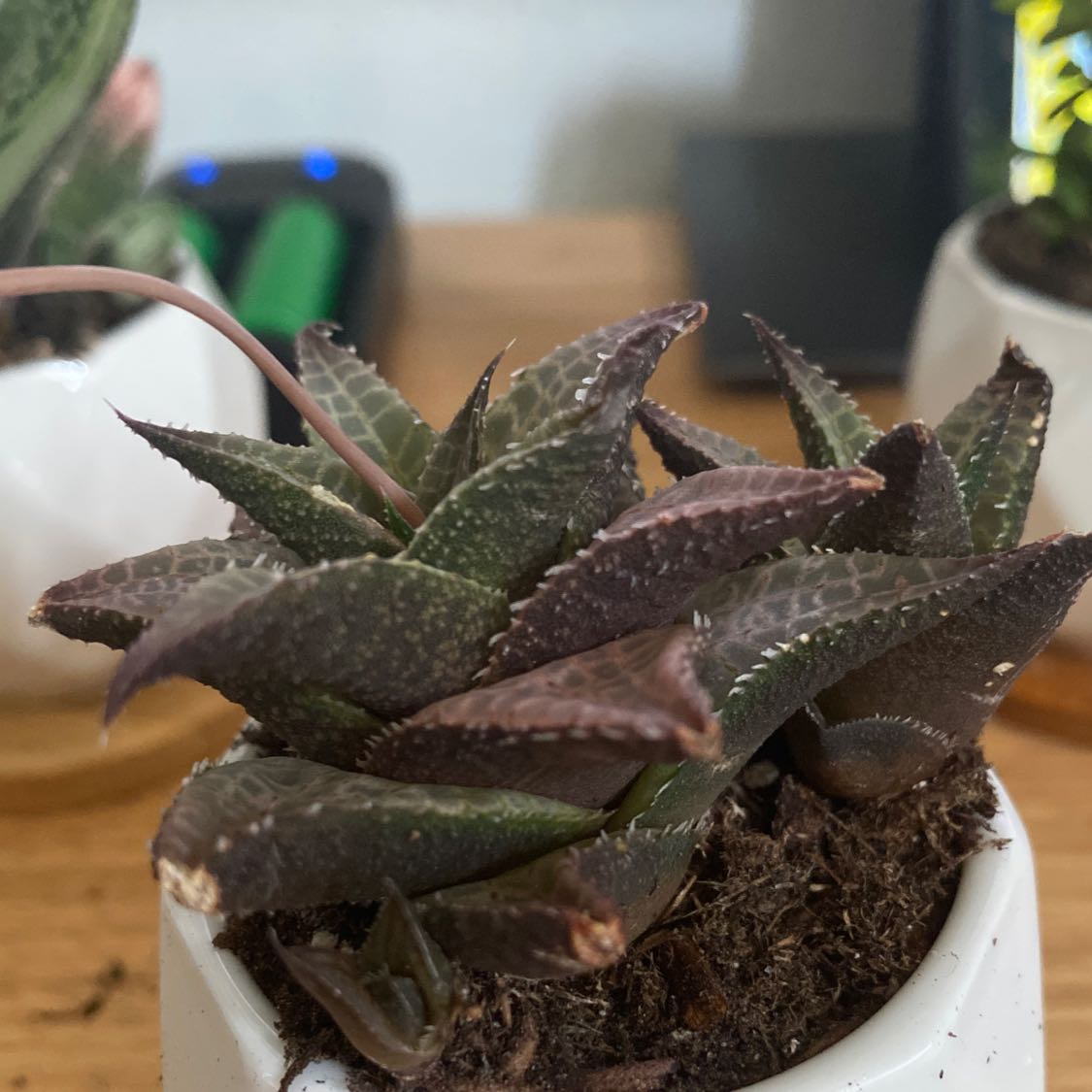 Veined Haworthia plant in a white pot with visible soil, well-framed and in focus.