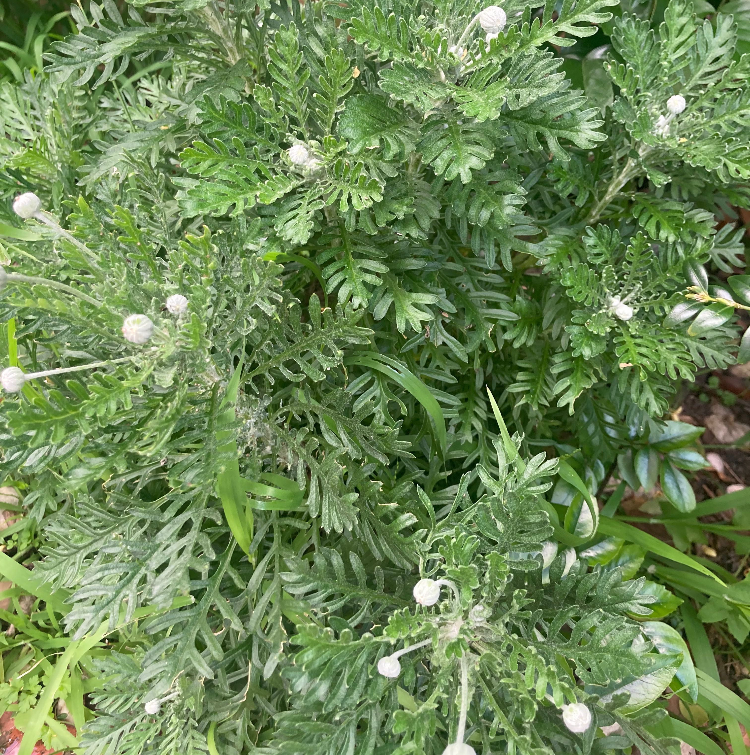 Photo of the plant species Golden daisy bush by @CopaceticBacopa named Scarlett on Greg, the plant care app