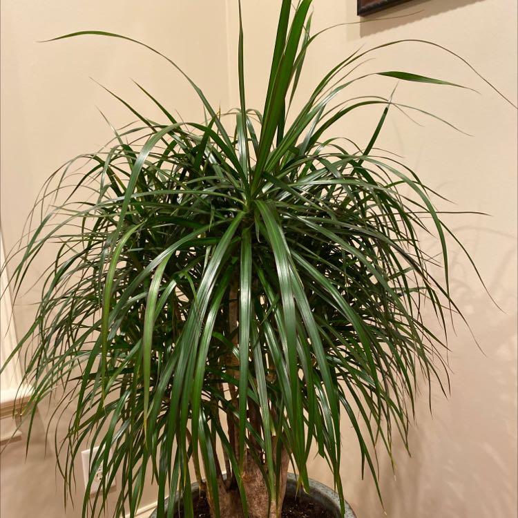 Madagascar Dragon Tree Plant Care: Water, Light, Nutrients | Greg 