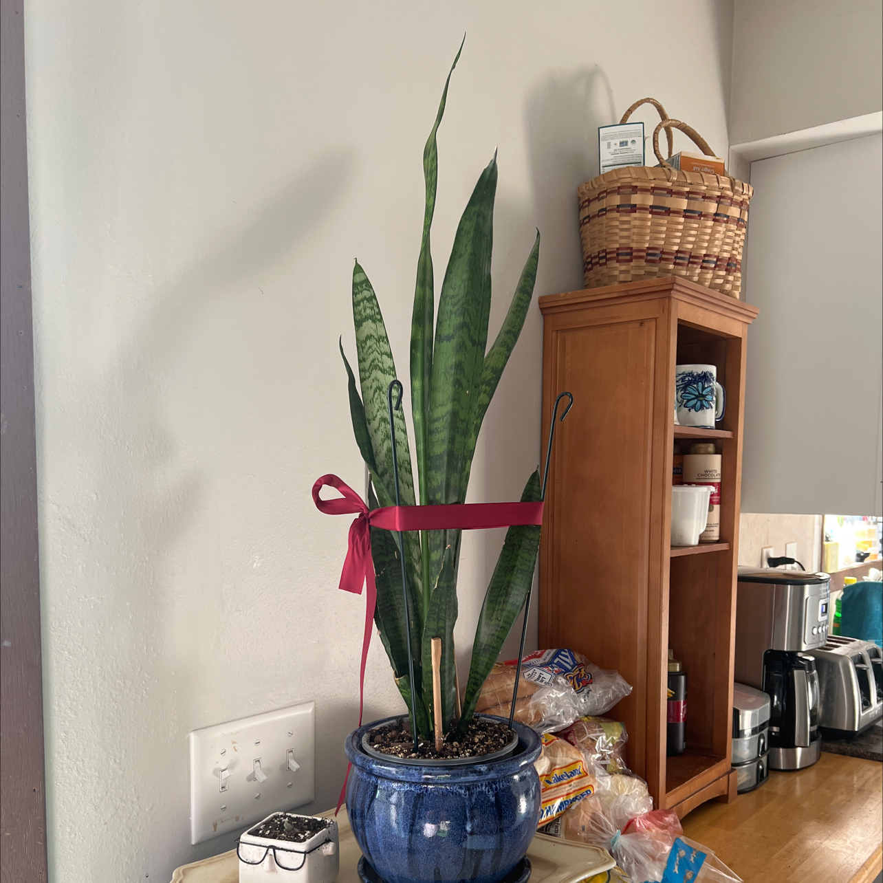 Photo of the plant species snake plant by @GoldRedlog named Sly on Greg, the plant care app