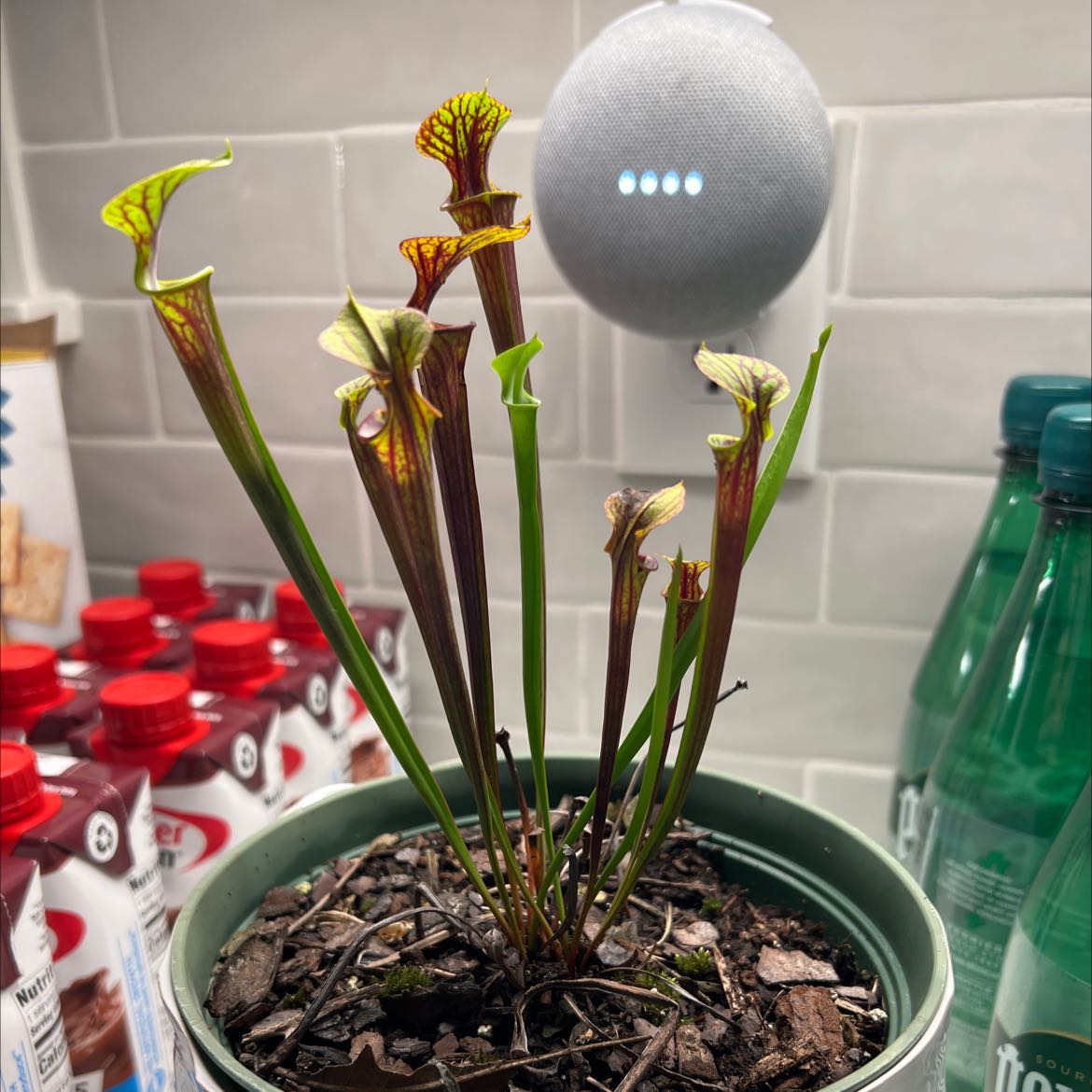 Yellow Pitcher Plant in a pot with visible soil and some browning and yellowing pitchers.