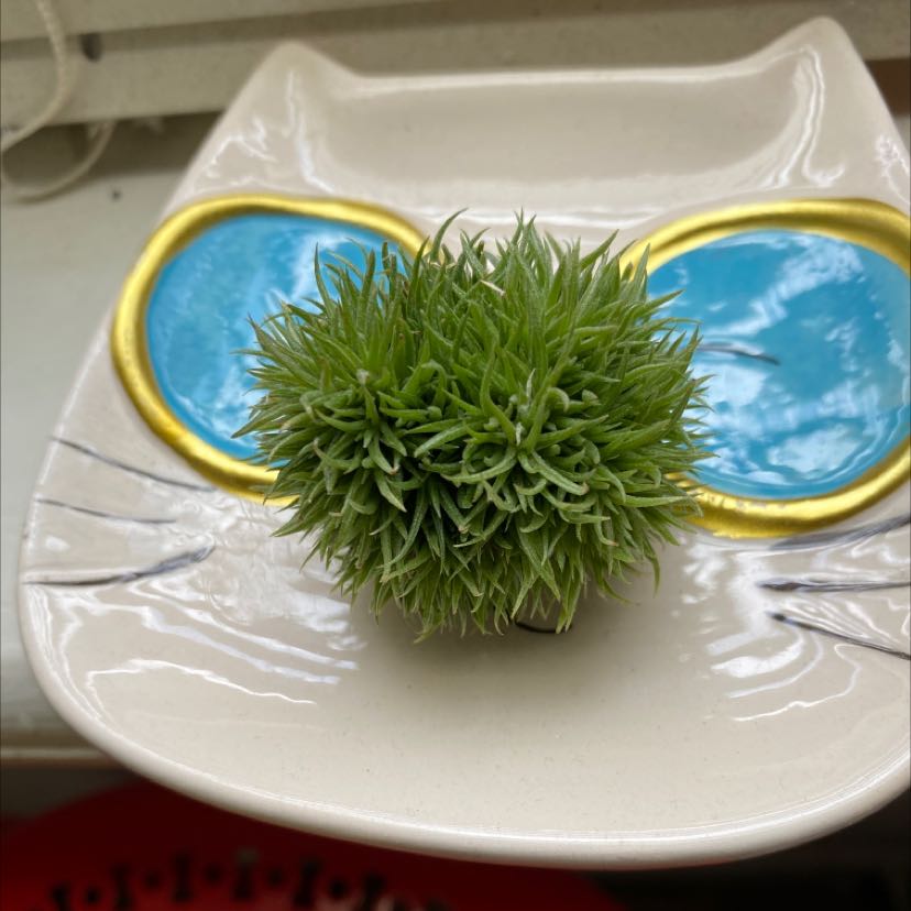 Aeranthos Air Plant on a decorative dish, vibrant and healthy.