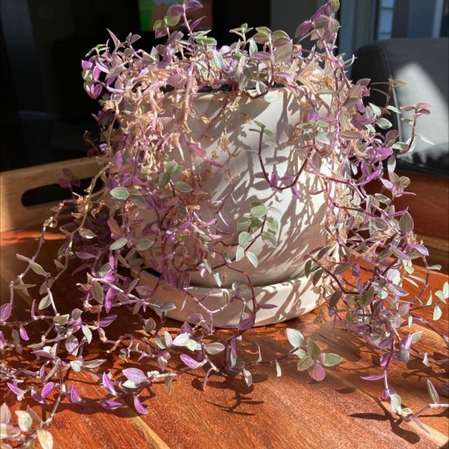 Photo of the plant species Creeping Inch Plant by @Caldwell4 named Polly on Greg, the plant care app