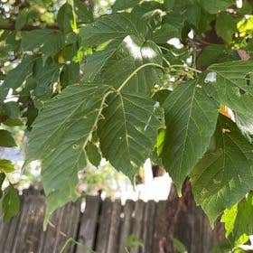 Photo of the plant species Ashleaf Maple by Joye named Aristotle on Greg, the plant care app