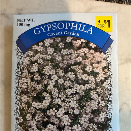 Photo of the plant species Creeping Baby's-Breath by Tidymoss named gypsophila on Greg, the plant care app