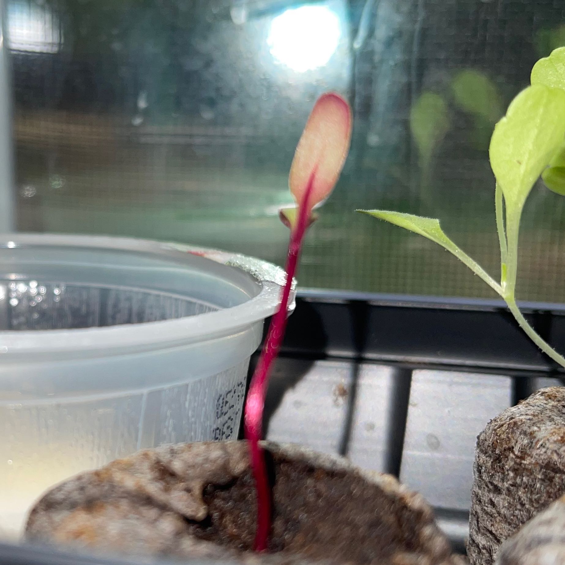 Young Common Beet plant with red stem and small leaf in a container.