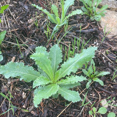 Photo of the plant species Canada Thistle by Yardallotropa named Your plant on Greg, the plant care app