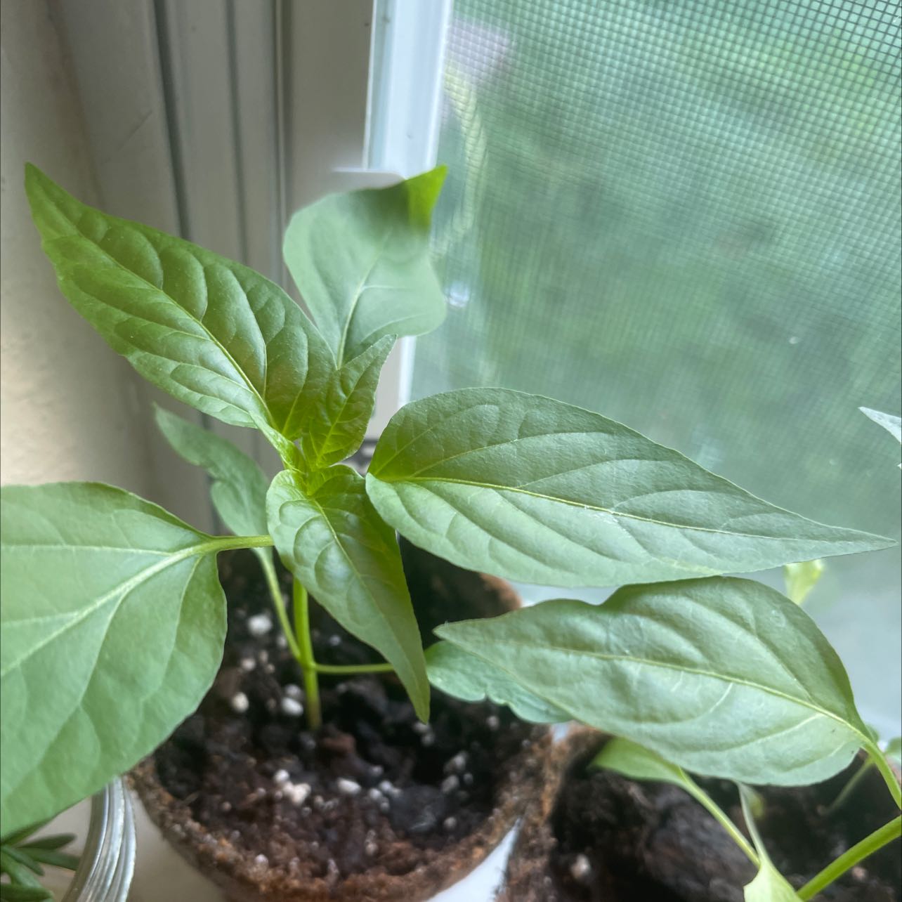 Photo of the plant species Pepper Plant by @YardAllotropa named Cleopatra on Greg, the plant care app