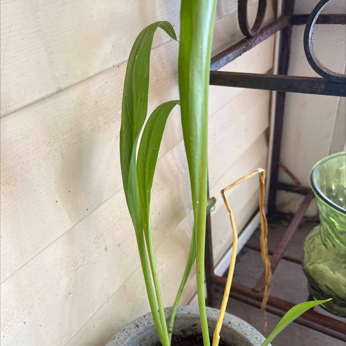 Pink Calla Lily plant in a pot with one yellowing and browning leaf.