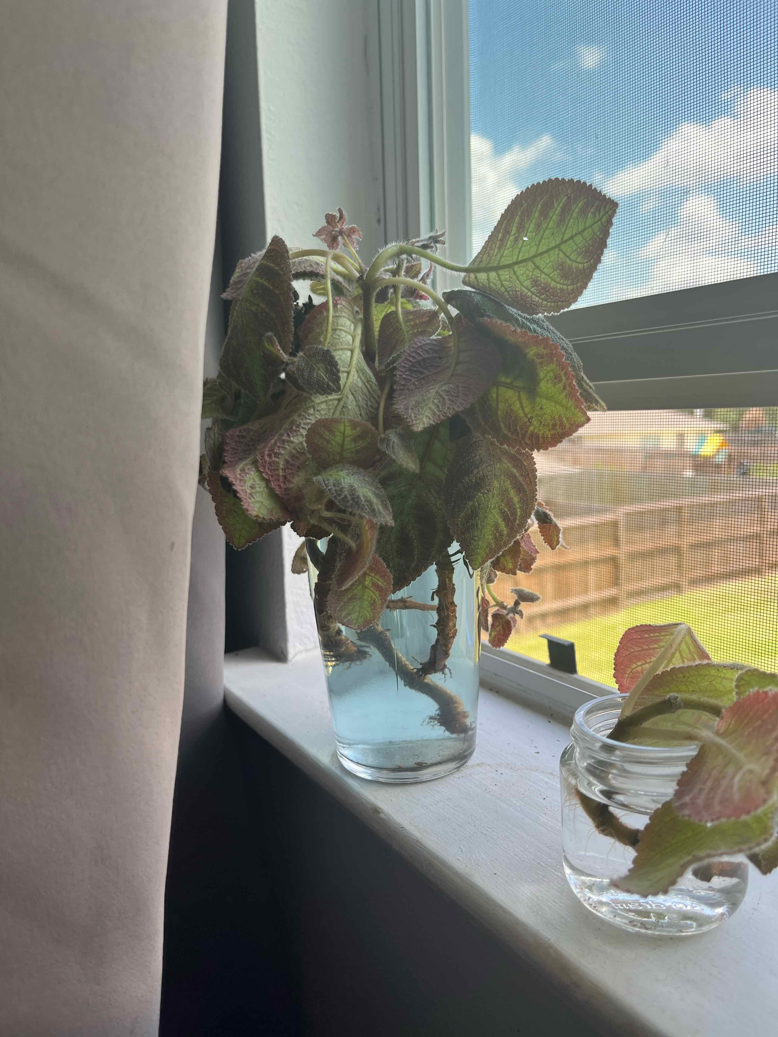 Flame Violet plant on a windowsill in a glass container with water, showing some leaf browning.