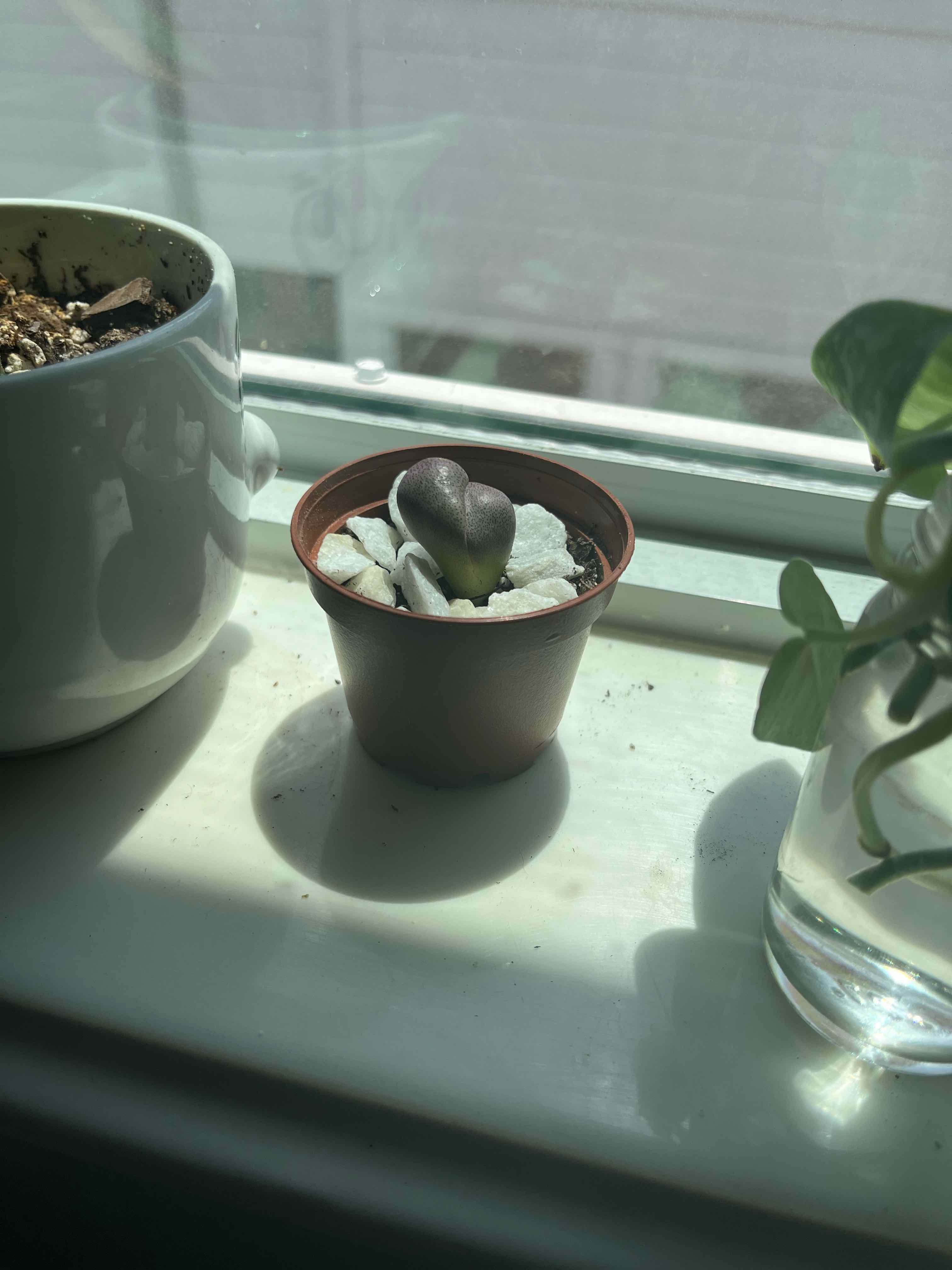 Royal Flush Split Rock plant in a small pot on a windowsill, surrounded by other plants.
