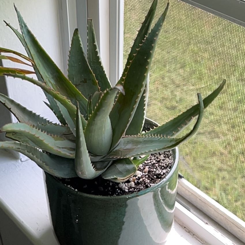 Cape Aloe plant in a pot on a windowsill, healthy with visible soil.