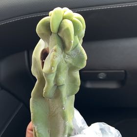 Photo of the plant species Spiral Totem Pole Cactus by @CheriplantA named CocoPhx on Greg, the plant care app