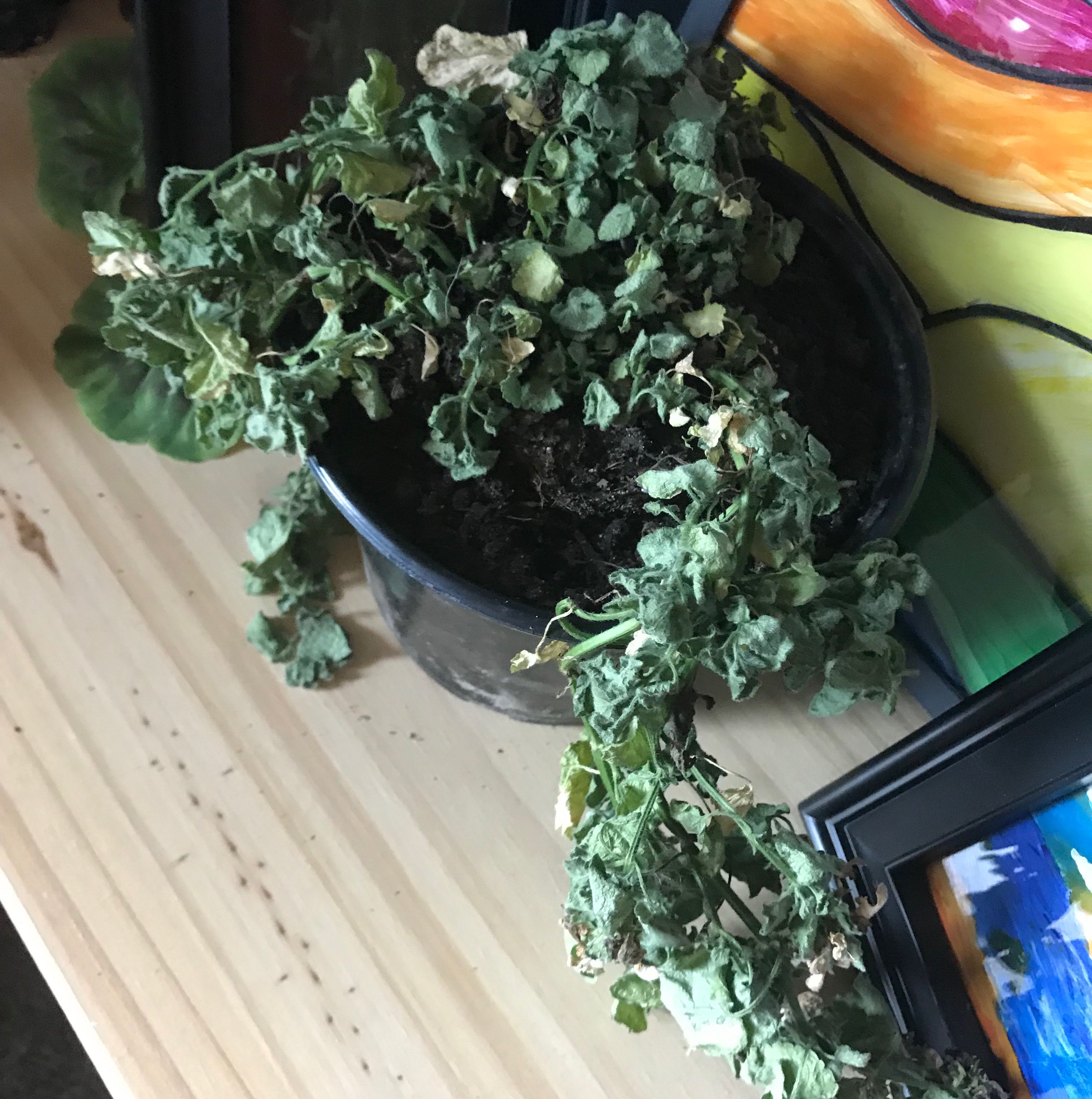 A potted Spotted Deadnettle plant with wilted and discolored leaves on a wooden surface.