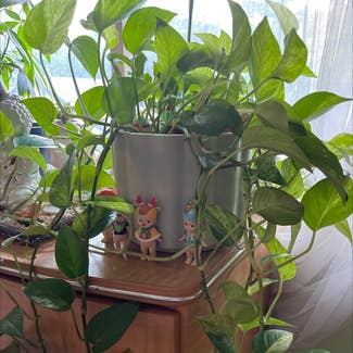 Golden Pothos plant in Lake Forest, Illinois