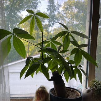 Money Tree plant in Lake Forest, Illinois