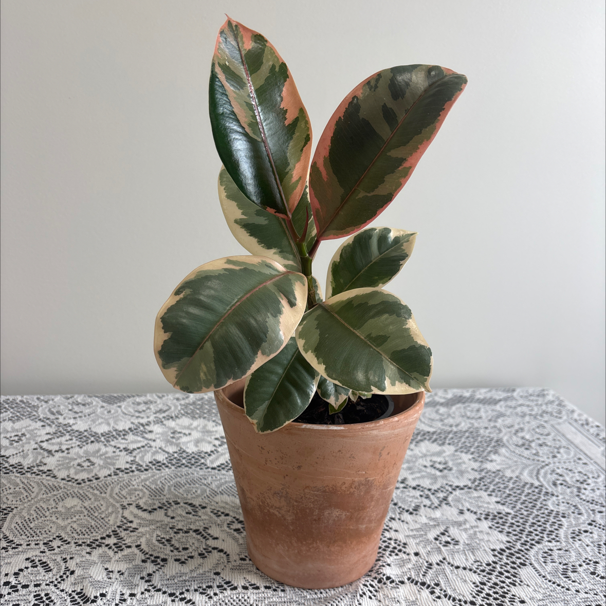 Photo of the plant species Rubber Plant by @RachelleMarie named Delilah on Greg, the plant care app
