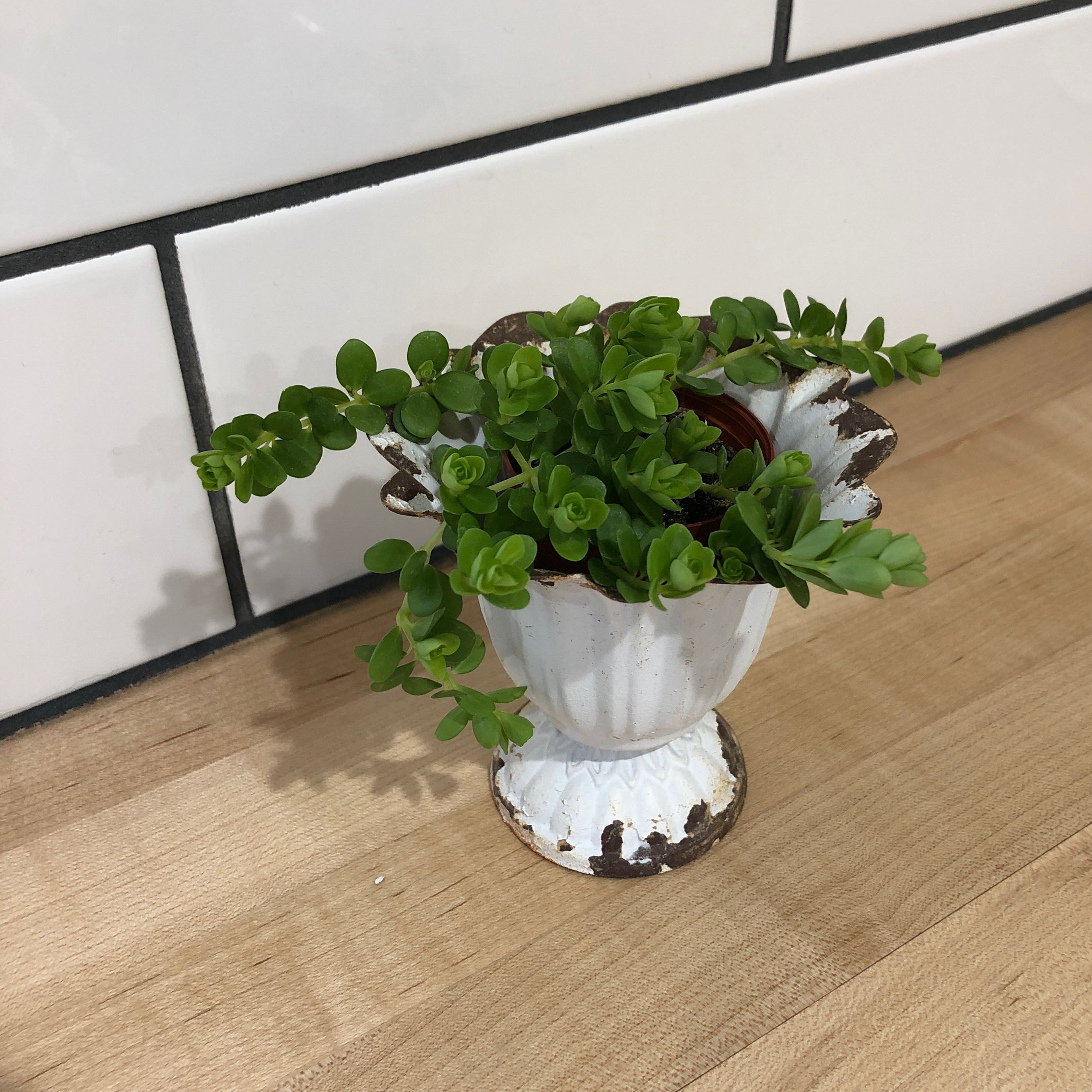 Potted Woodland Stonecrop plant with green succulent leaves on a wooden surface.