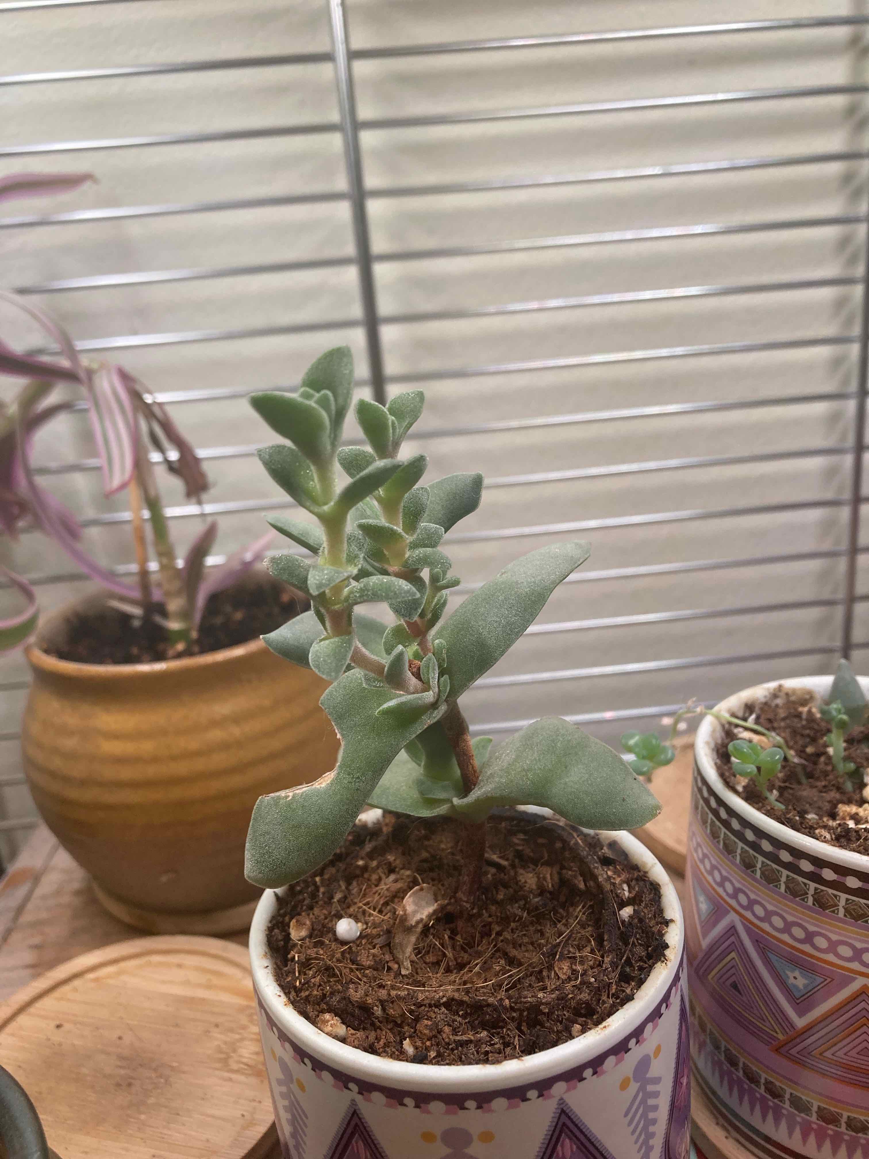 A healthy succulent plant in a decorative pot with visible soil.