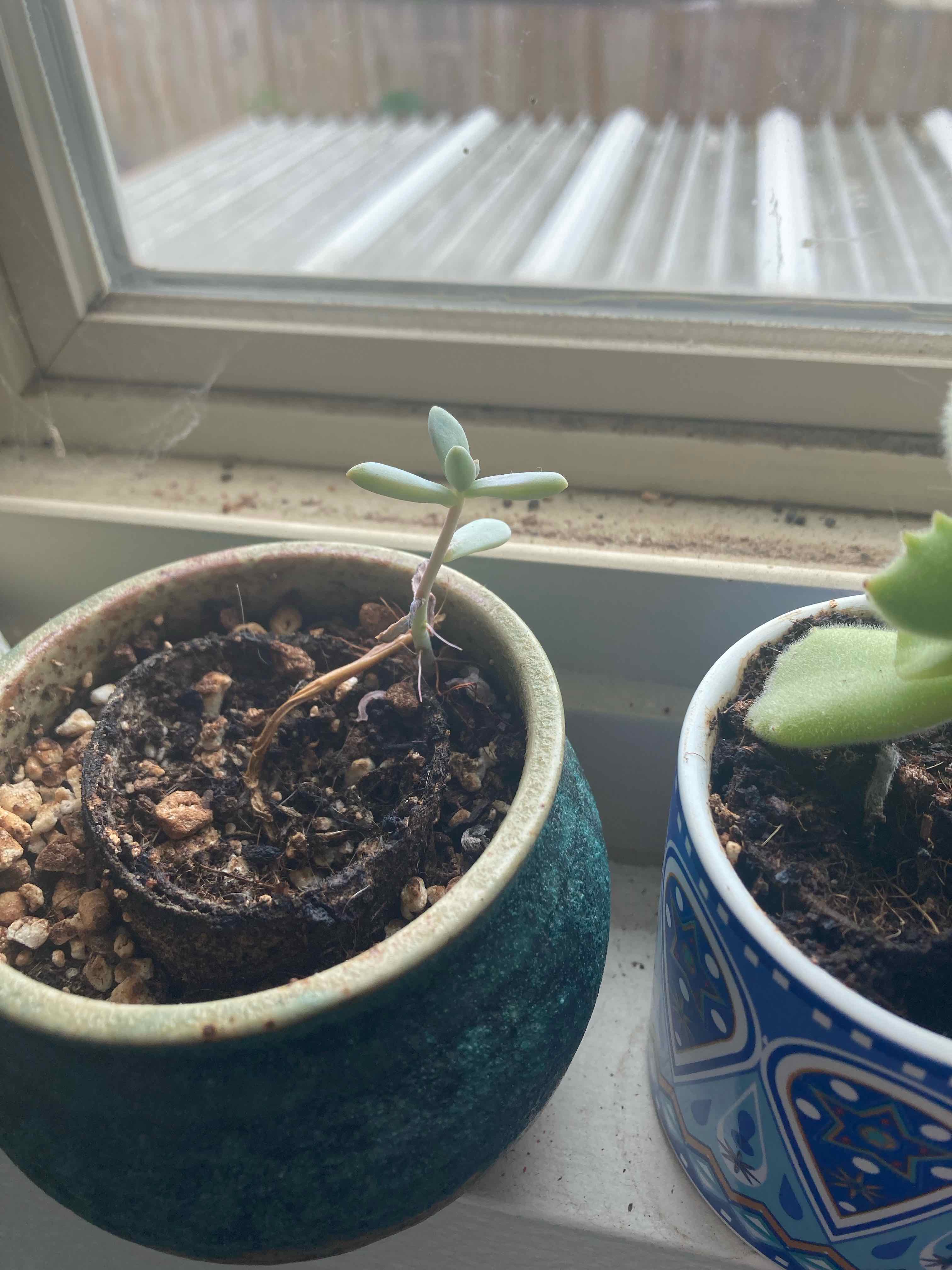 Graptosedum 'Francesco Baldi' plant in a pot, appears leggy with sparse leaves.