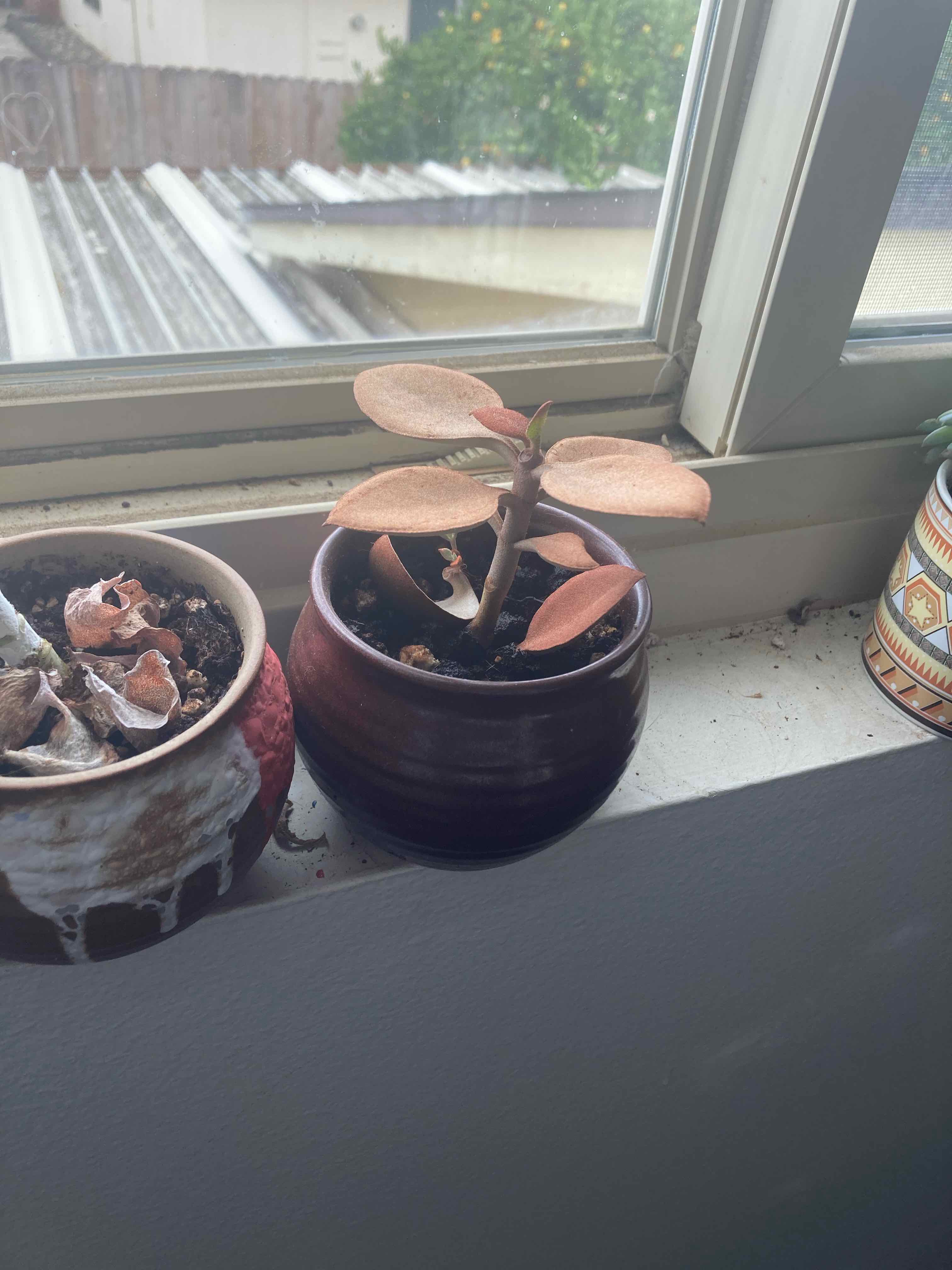 Copper Spoons plant in a pot on a windowsill with healthy coppery leaves.