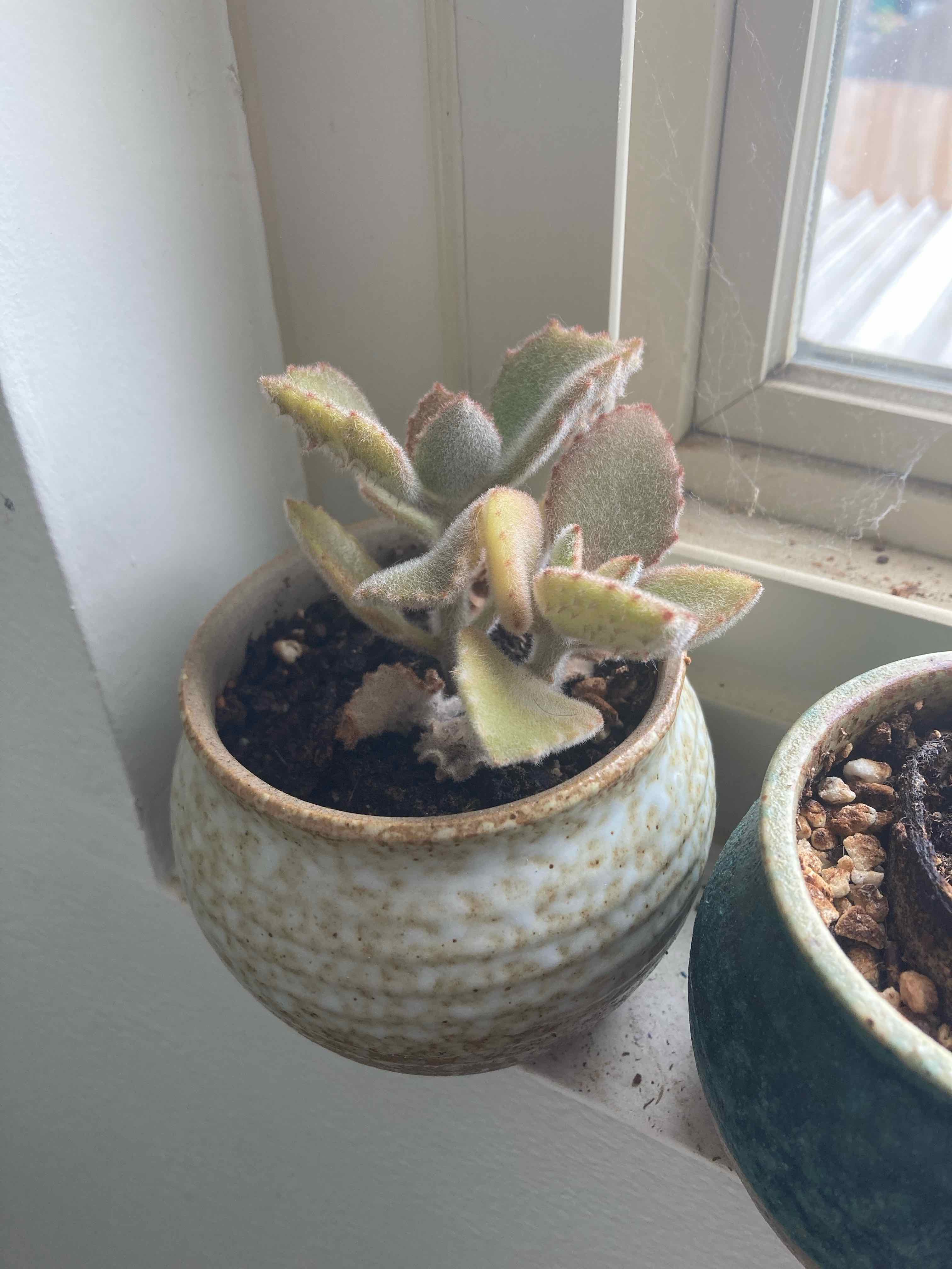 Common Felt Bush Problems