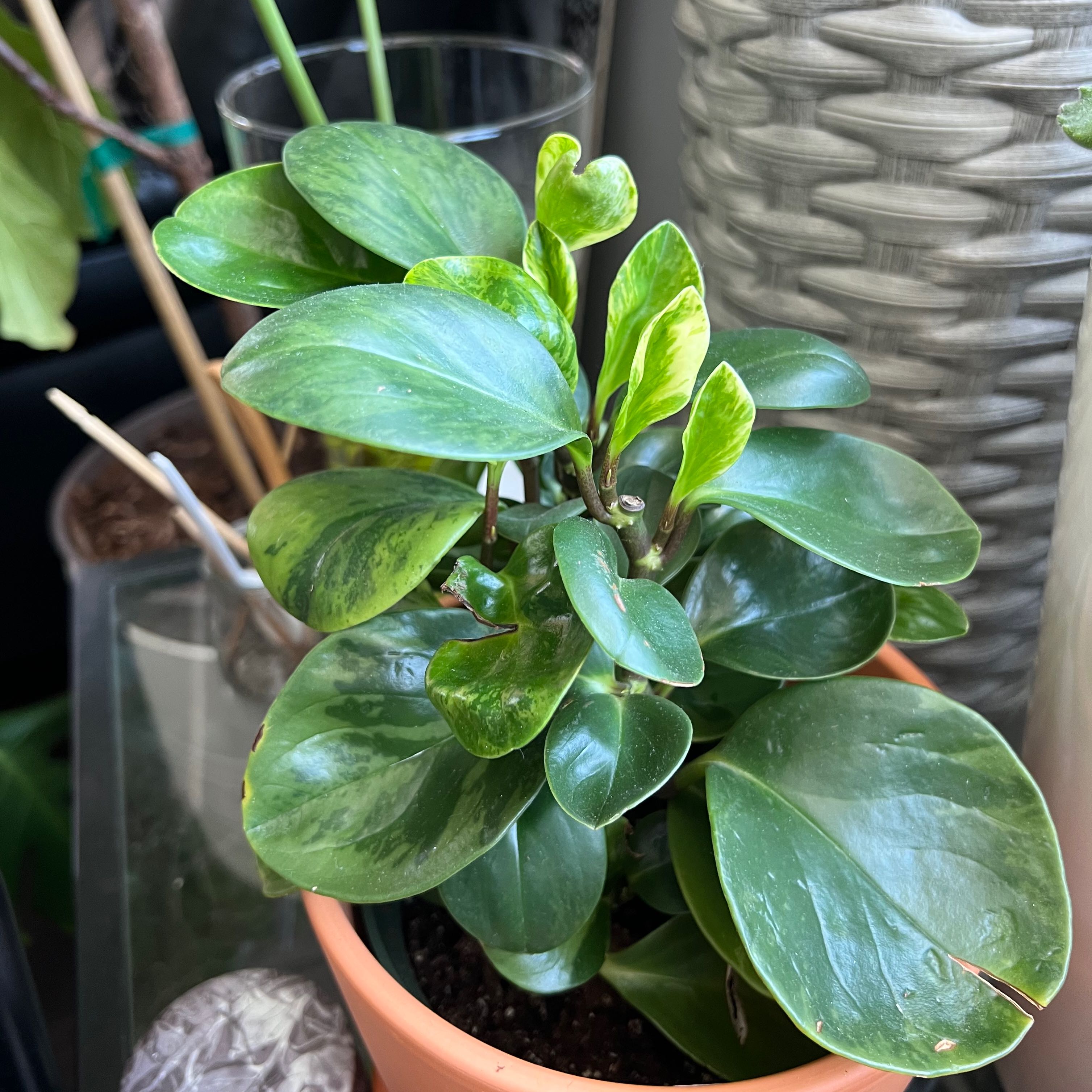 Lemon Lime Peperomia plant in a pot with healthy green leaves and some variegation.