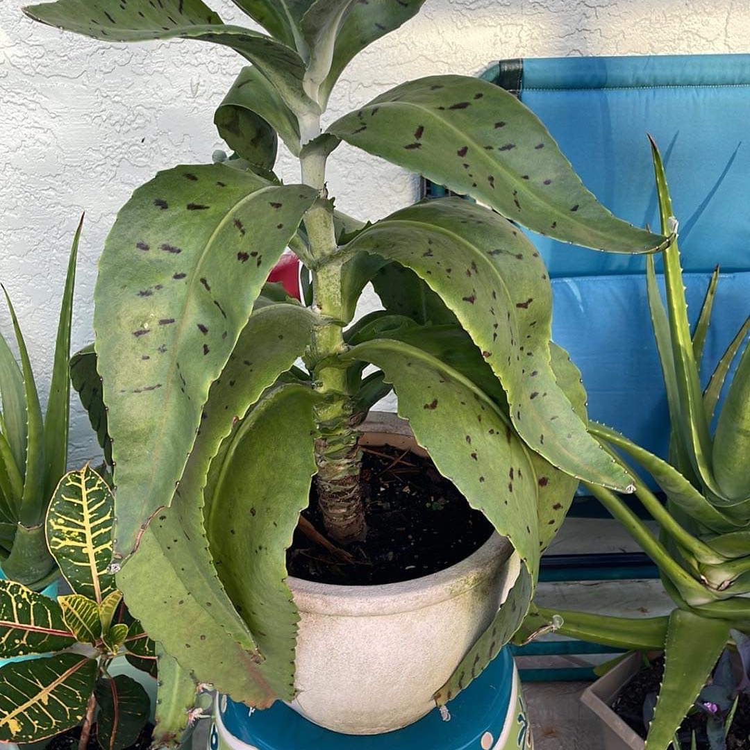 Photo of the plant species Donkey Ears by @SultryHenbane named Shakira on Greg, the plant care app