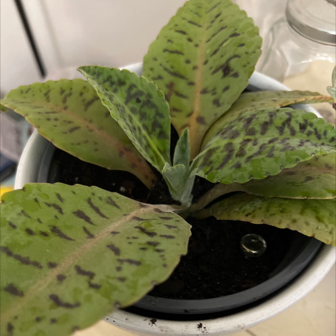 Photo of the plant species Donkey Ears by @SultryHenbane named Stella on Greg, the plant care app