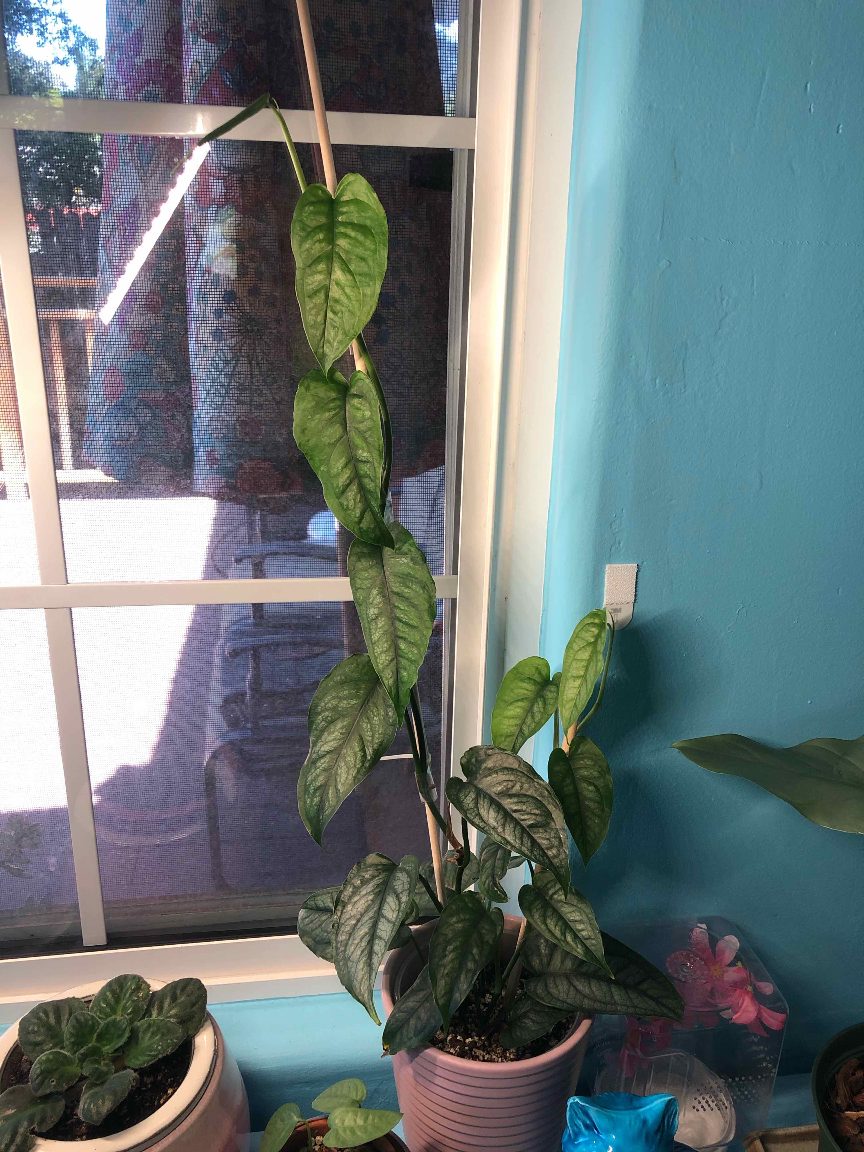 Silver Monstera plant climbing with support, placed near a window in a pot.