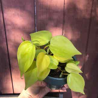 Philodendron Lemon Lime plant in Oakland, California
