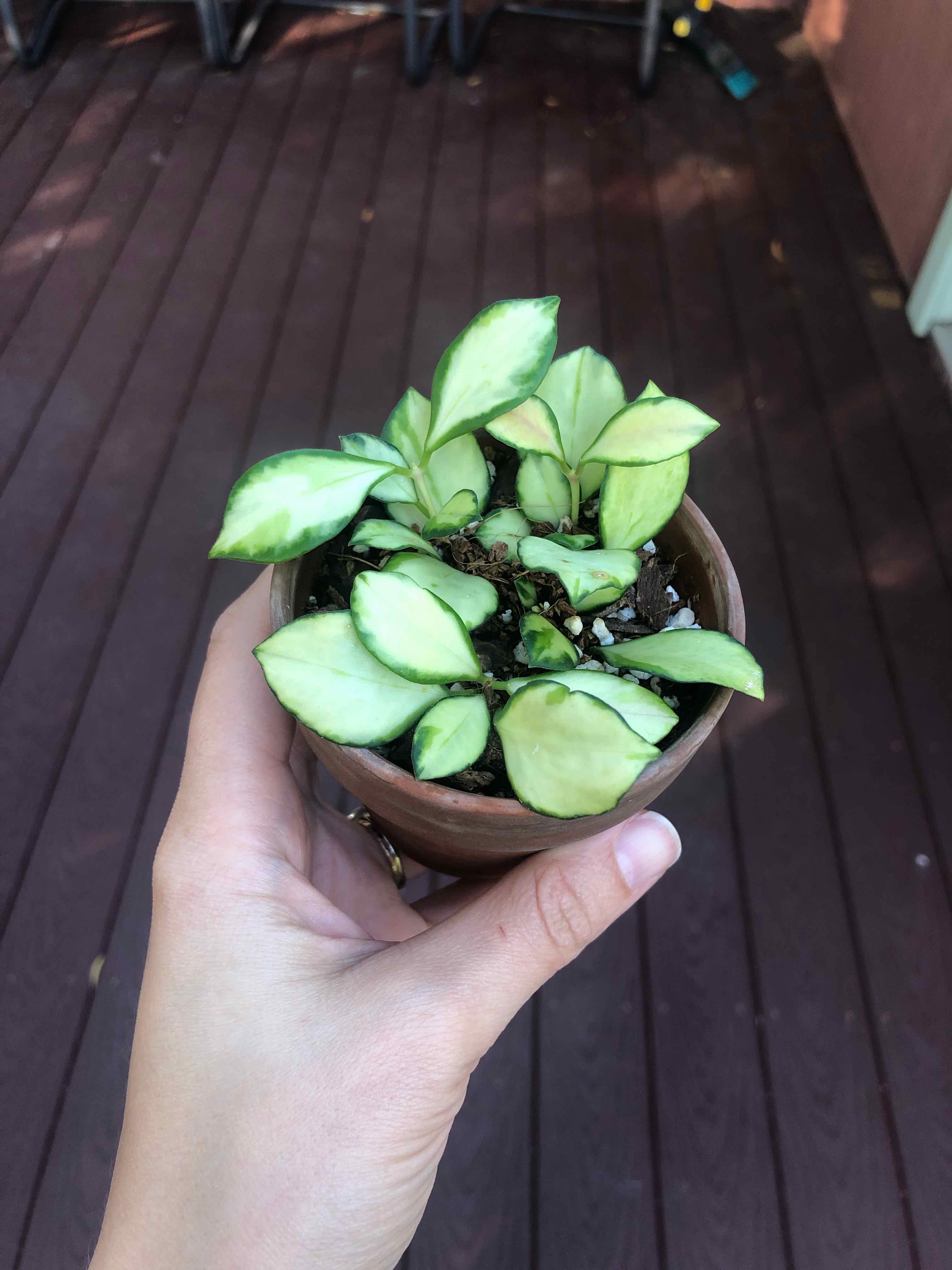 A healthy Hoya heuschkeliana plant with variegated leaves held by a hand over a wooden deck.