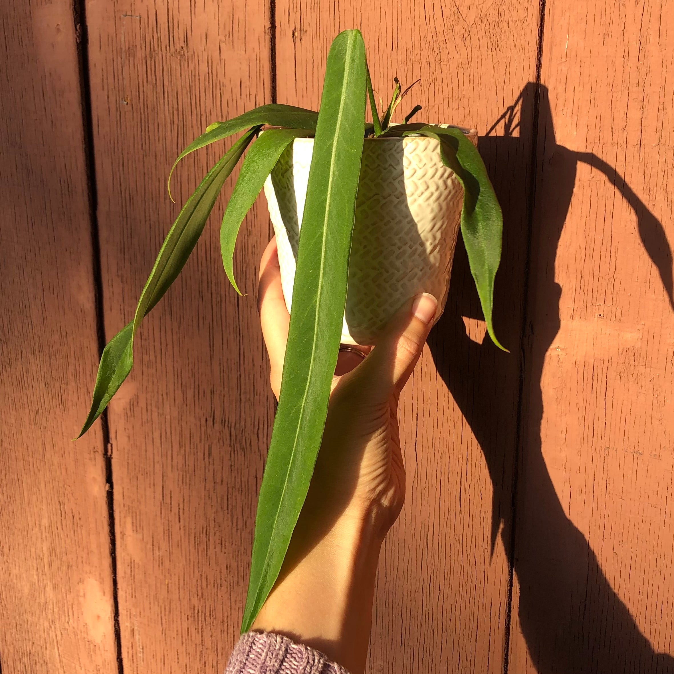 Why Are My Anthurium pallidiflorum Leaves Dropping?