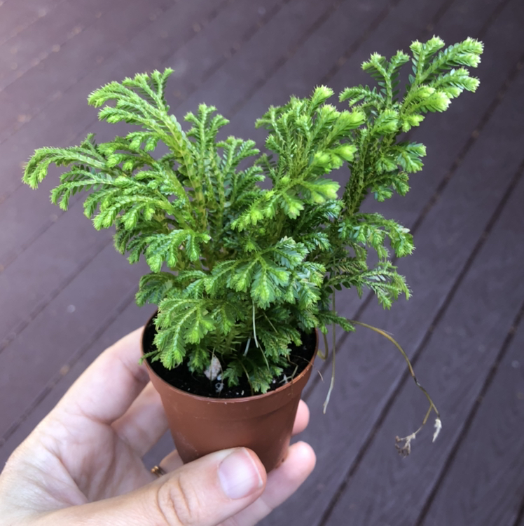 Photo of the plant species Club Moss by @fluffyruffles named selaginella kraussiana on Greg, the plant care app