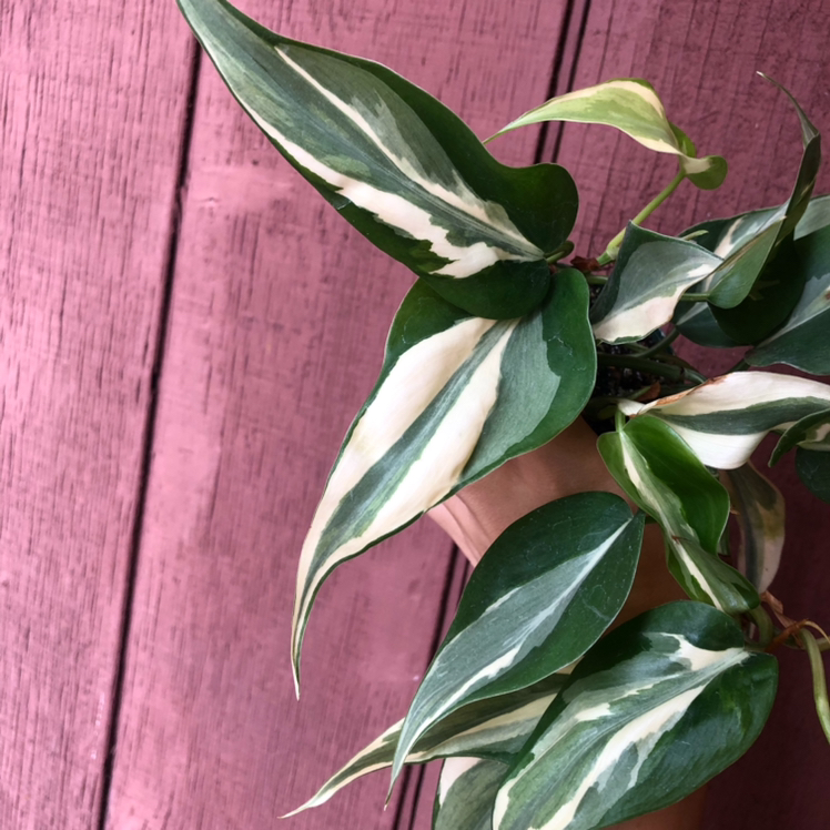 Philodendron 'Rio' with variegated green and white leaves against a wooden background.