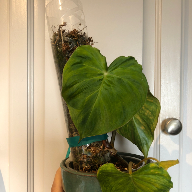 Photo of the plant species Philodendron fibrosum by @fluffyruffles named philodendron fibrosum on Greg, the plant care app
