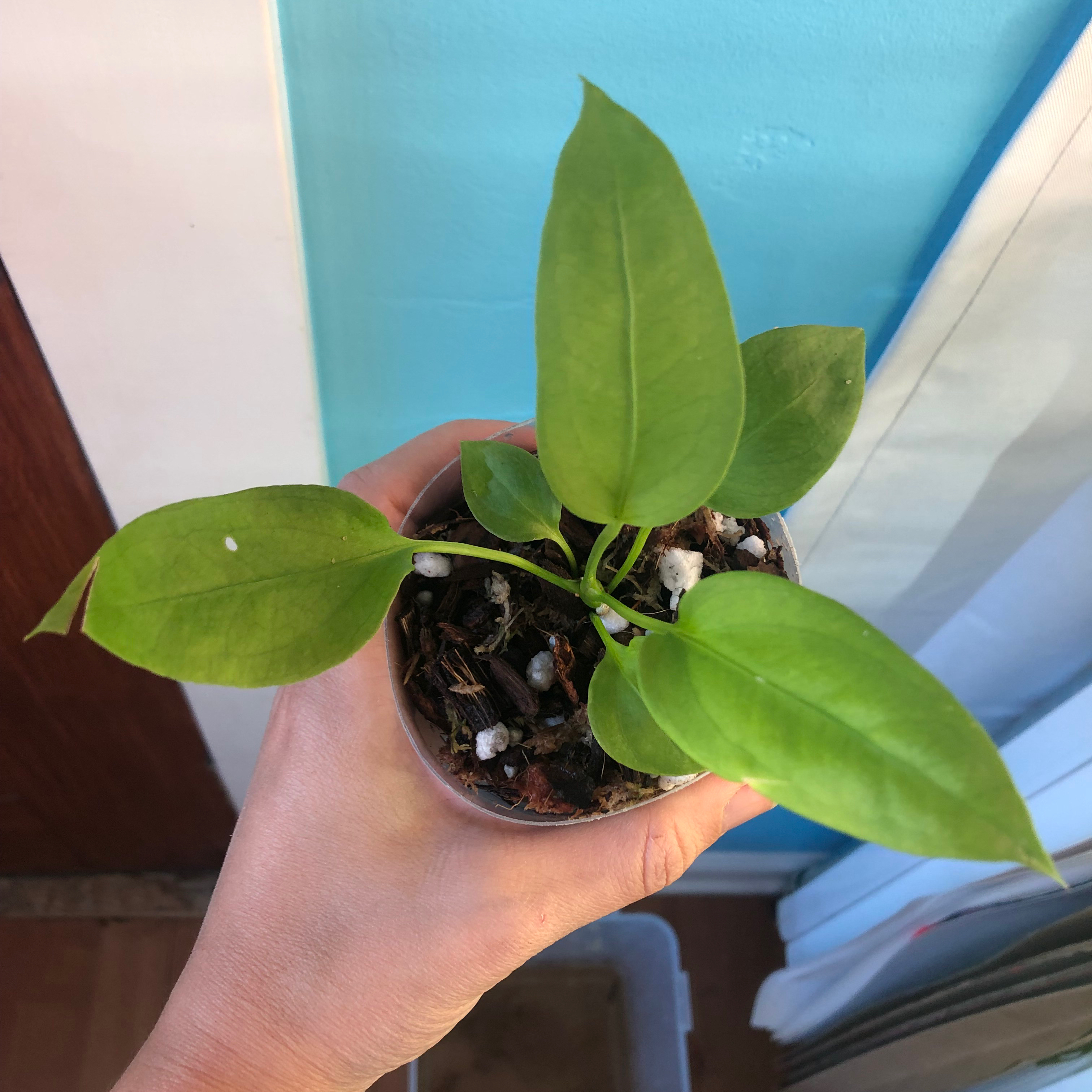 A healthy Anthurium vittariifolium plant in a pot with visible soil, held by a hand.