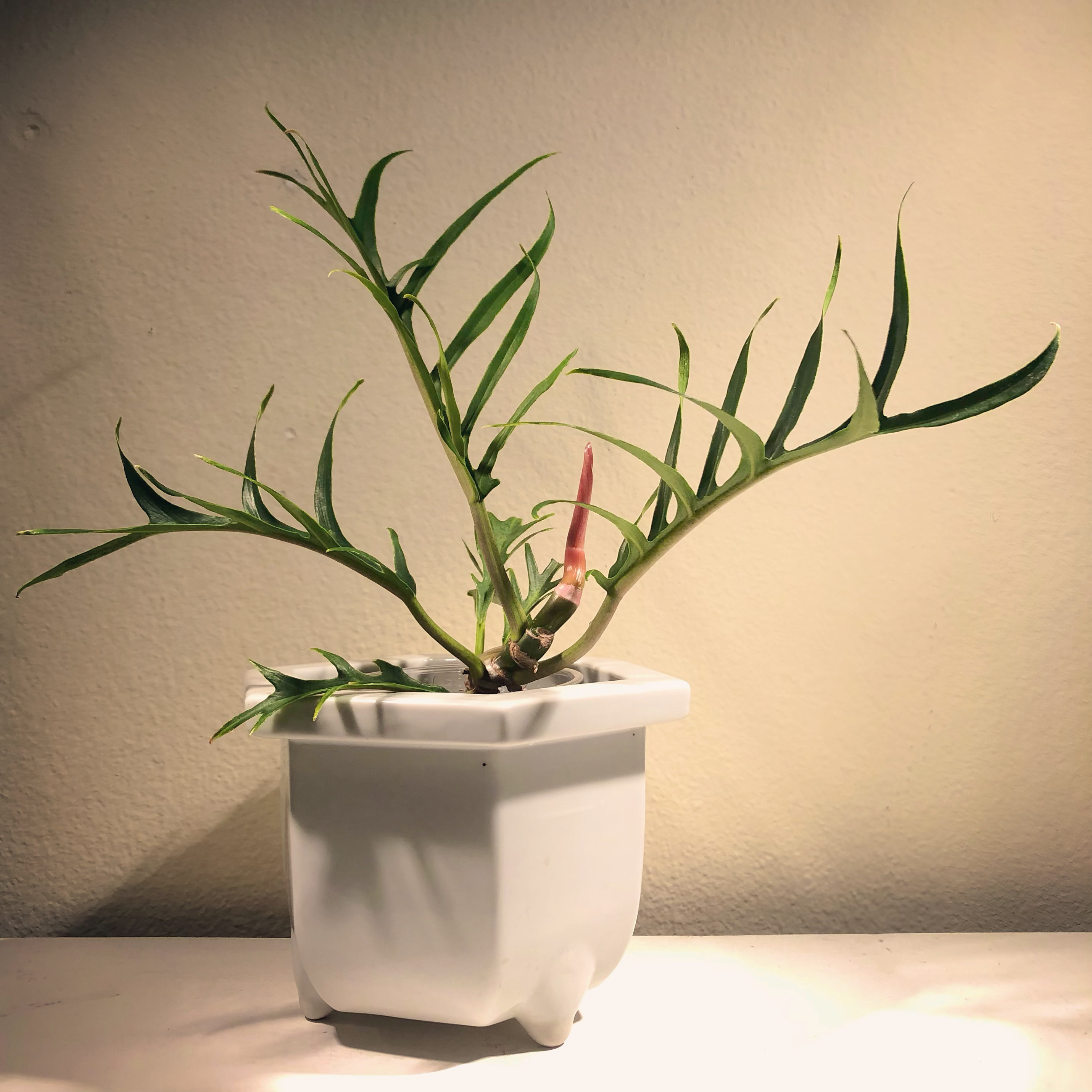 Photo of the plant species Philodendron tortum by @fluffyruffles named philodendron tortum on Greg, the plant care app