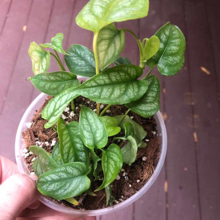 Potted Silver Monstera plant with green and silver variegated leaves.