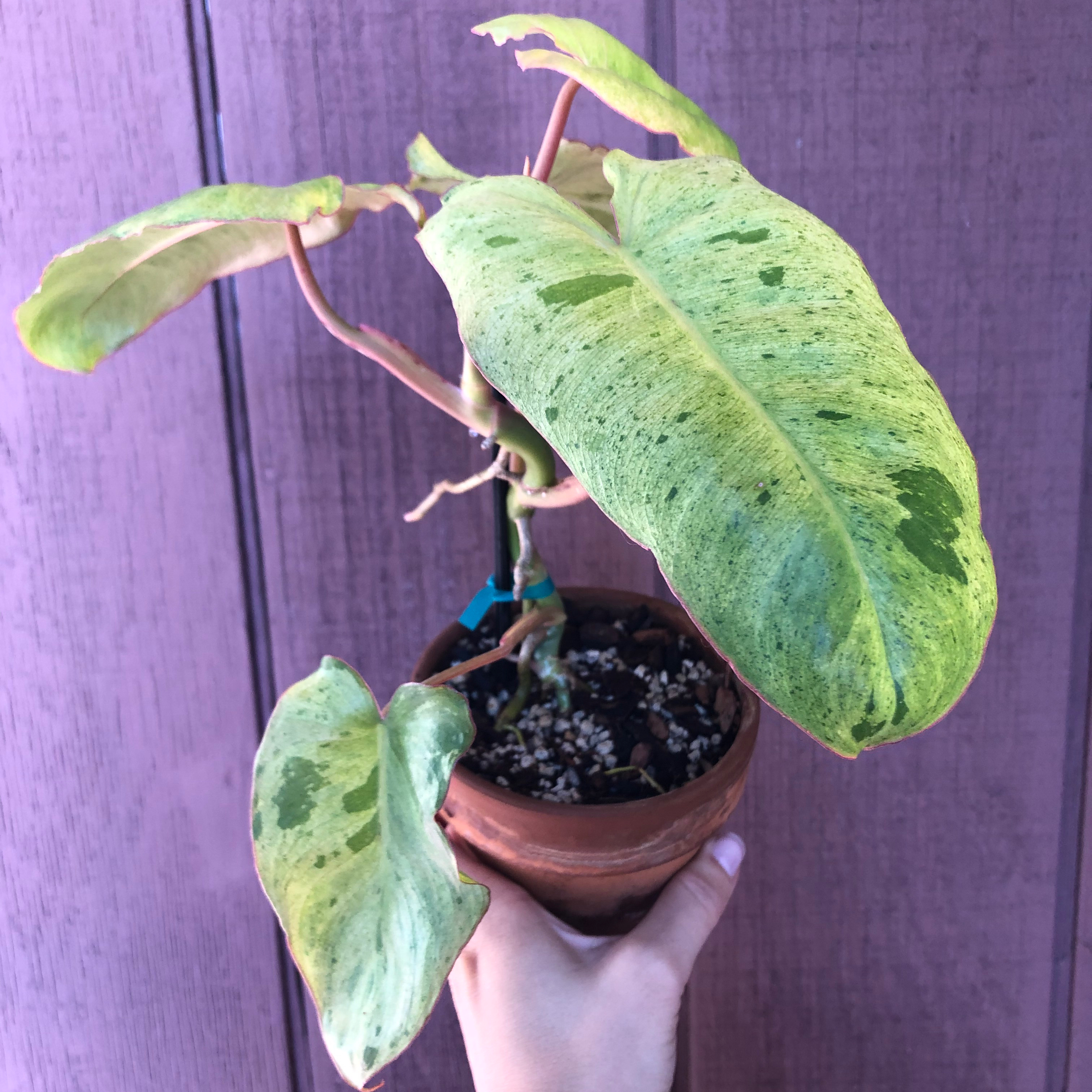 Paraiso Verde Philodendron plant with yellowing and browning leaves in a small pot held by a hand.