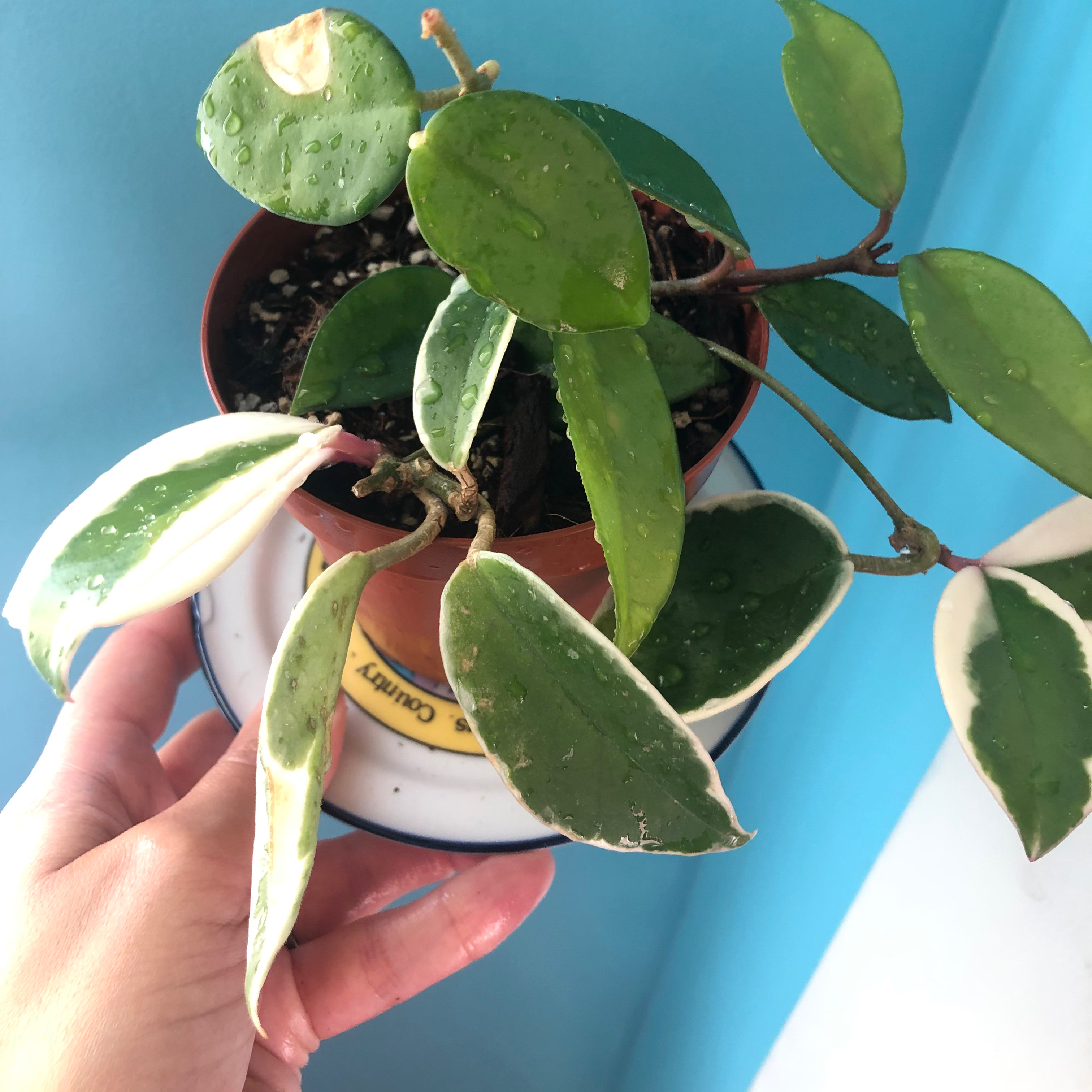 Hoya Krimson Queen plant with variegated leaves in a small pot, held by a hand.